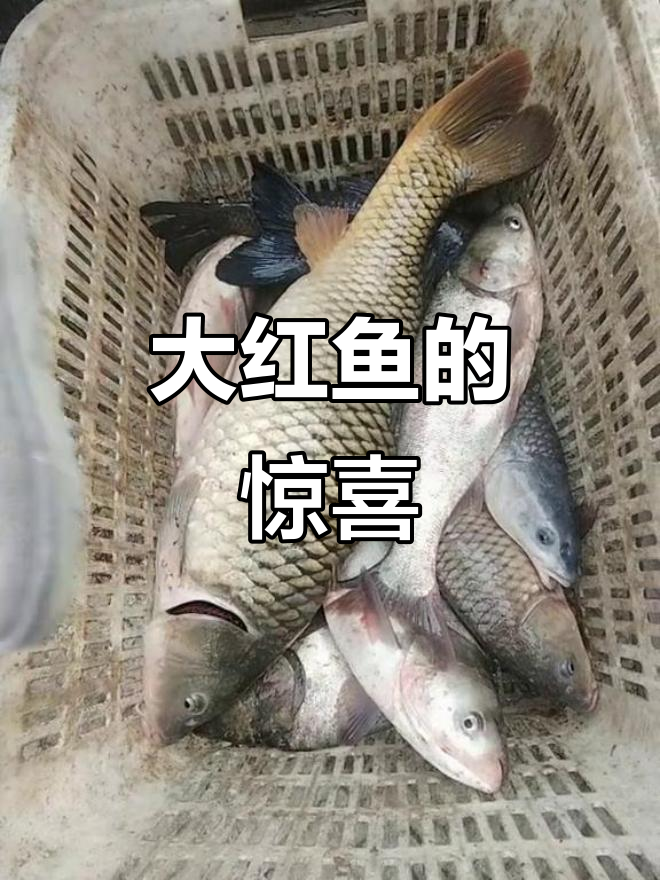 刚捞上来的大红鱼,三十斤重!罕见巨型,绝对让你震撼!