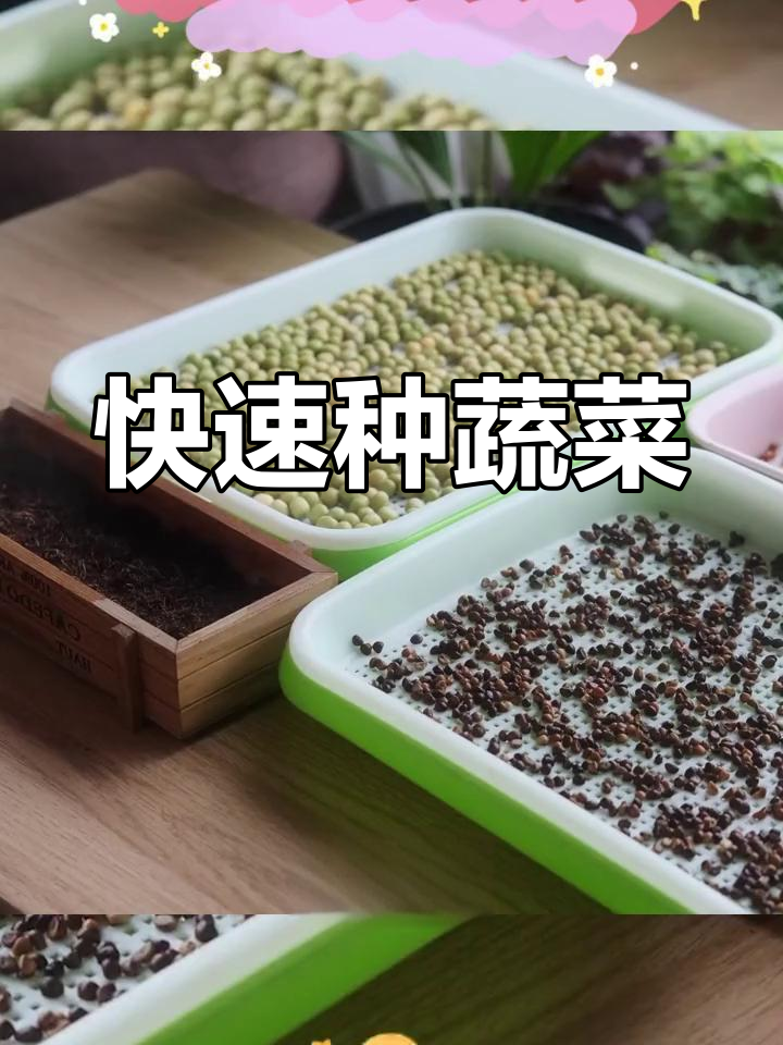 无土栽培芽苗菜,轻松种植