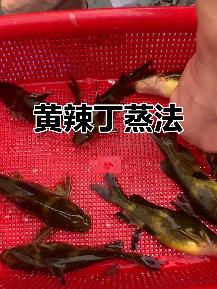 野生黄辣丁蒸制技巧，厨房剪刀轻松处理鱼腥味