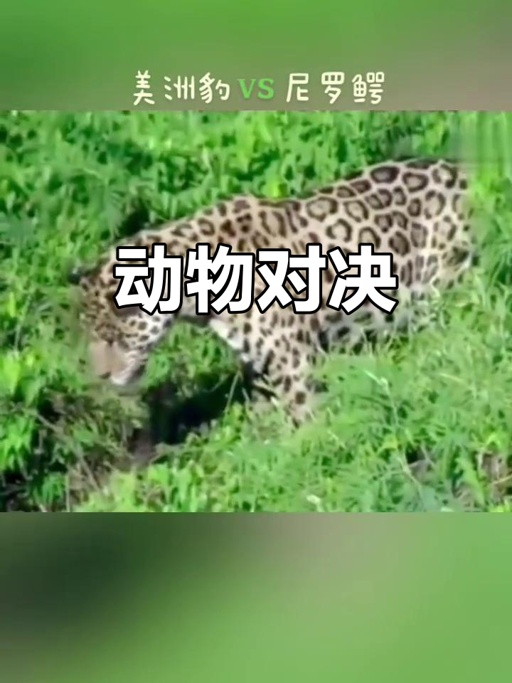 美洲豹与尼罗鳄,谁更强大?