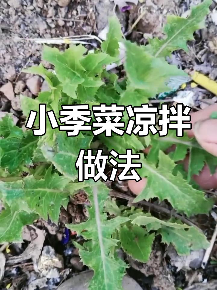 火焰菜的采摘与食用方法
