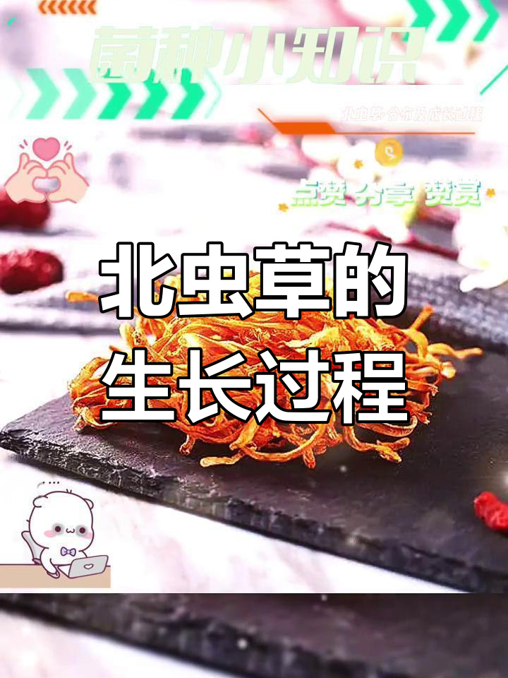 北虫草的分布与生长过程揭秘