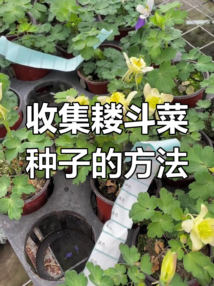 耧斗菜自花授粉，种子收集全攻略