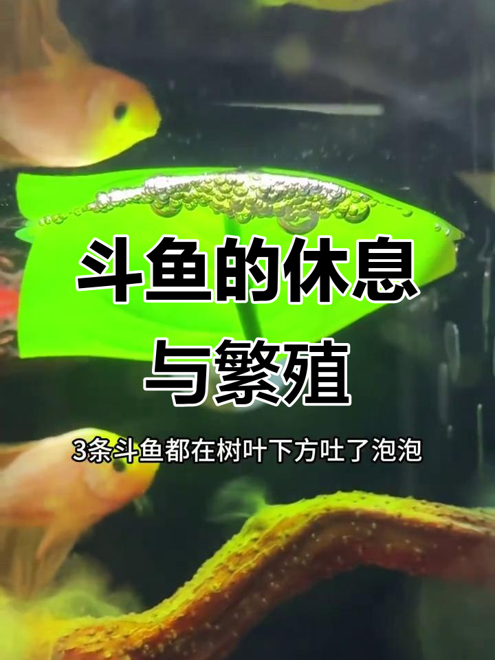 斗鱼躺在叶上,吐泡泡表示即将产卵