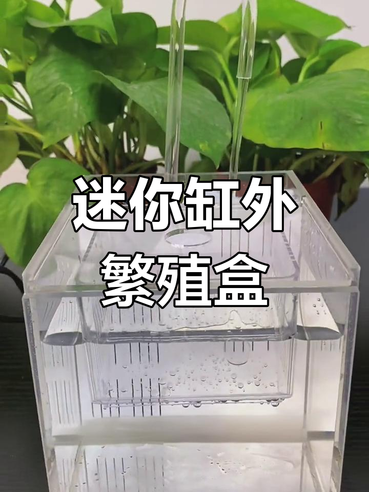 小巧精致的缸外繁殖盒,轻松解决孔雀鱼繁育问题