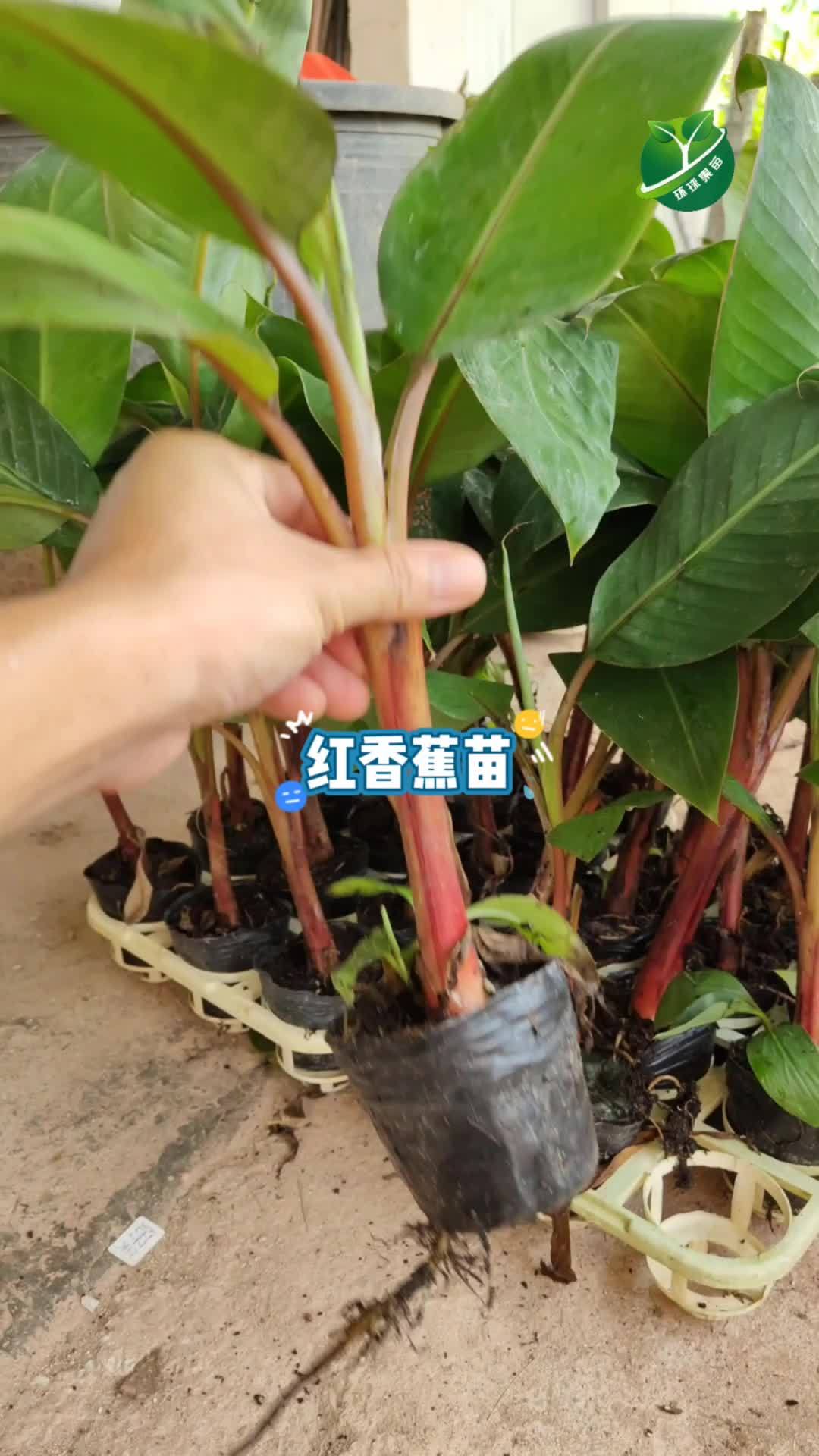 红香蕉,枝干紫红色,结出来的果子表皮红色,口感香甜,组培苗结果快,种植8-10个月结果 红