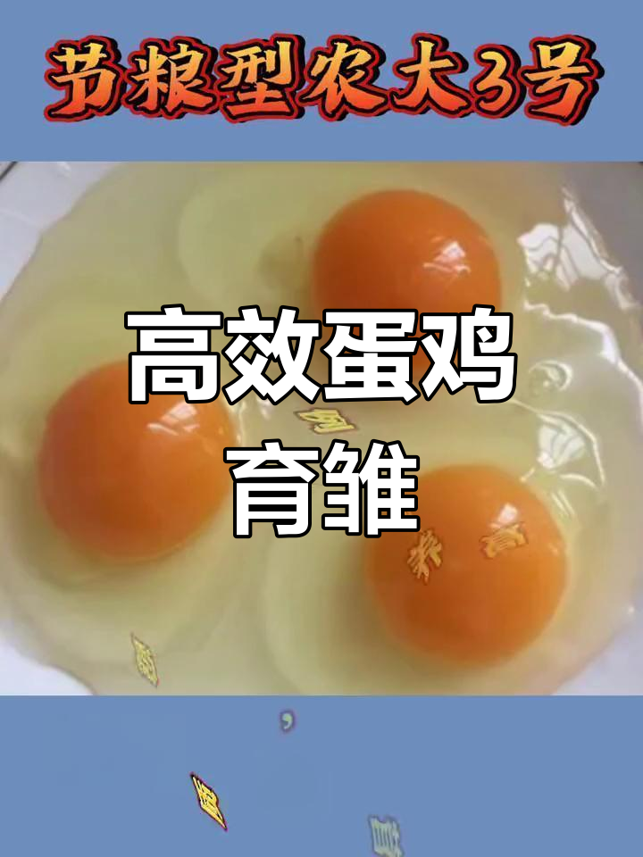 节粮型农大3号:高效蛋鸡养殖新选择