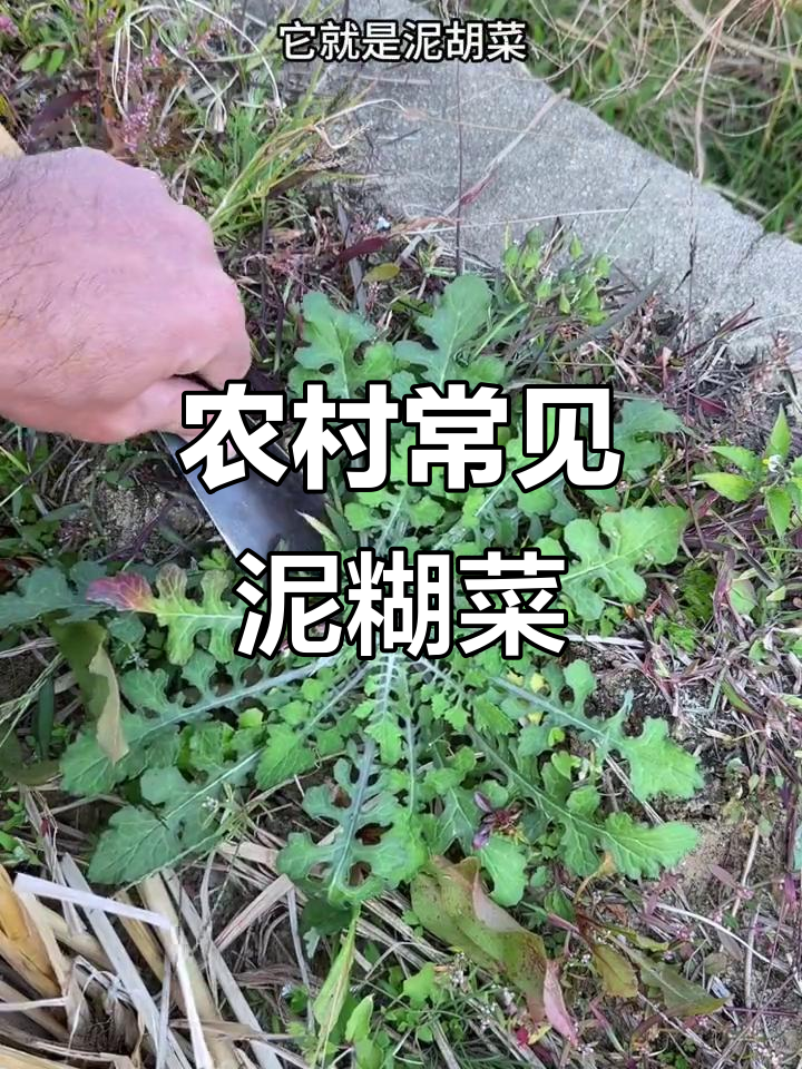 泥胡菜:紫红花朵的乡村宝藏,喂猪牛也能做青饲料