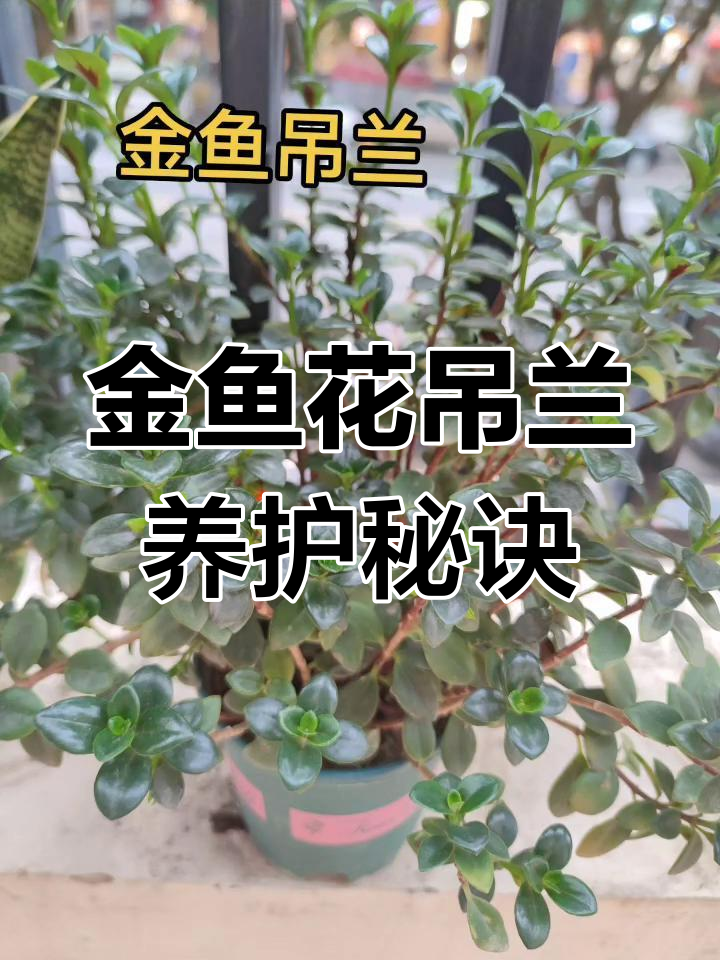 金鱼花吊兰养护全攻略:土壤、光照、温度与浇水施肥要点