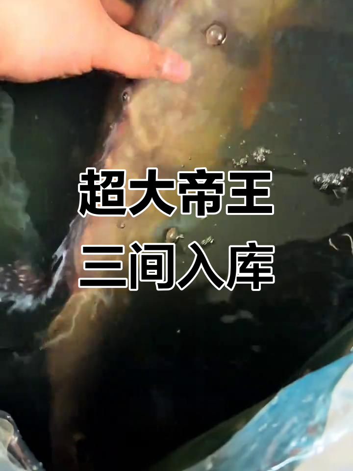 60公分帝王三间入库,超震撼猛鱼来袭!