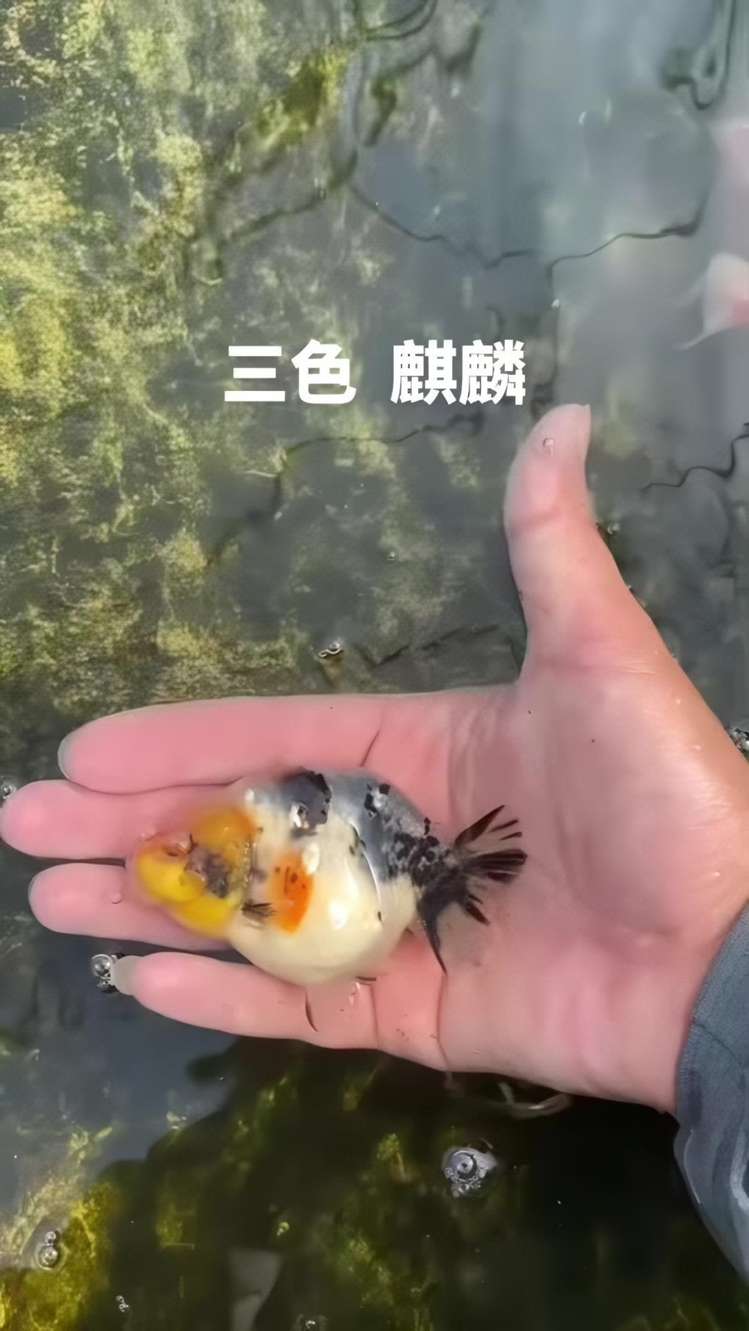 三色麒麟 兰寿金鱼 现场实拍 养鱼养心 清水绿苔 见锦鲤者发发发