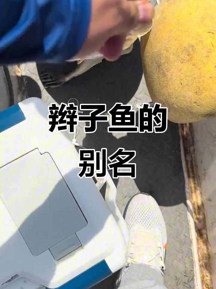 辫子鱼,多种俗称的鲂鮄科鱼类