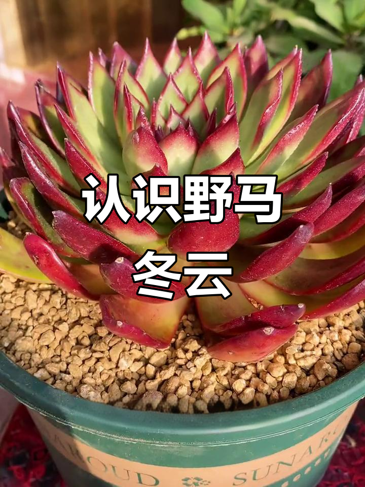 了解野马冬云:快速生长的多肉植物,暗红色叶片魅力十足