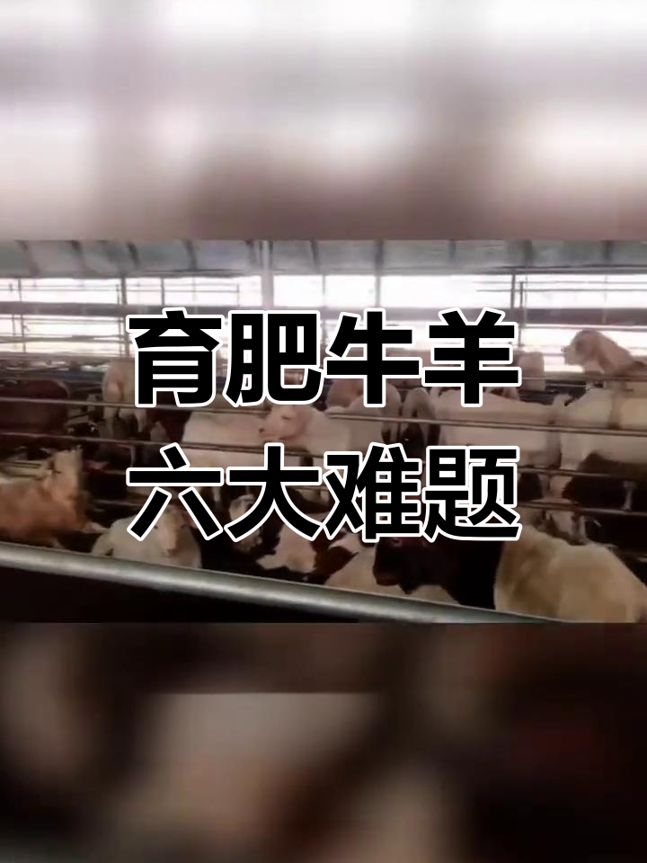 肉牛肉羊养殖中常见问题及解决方案