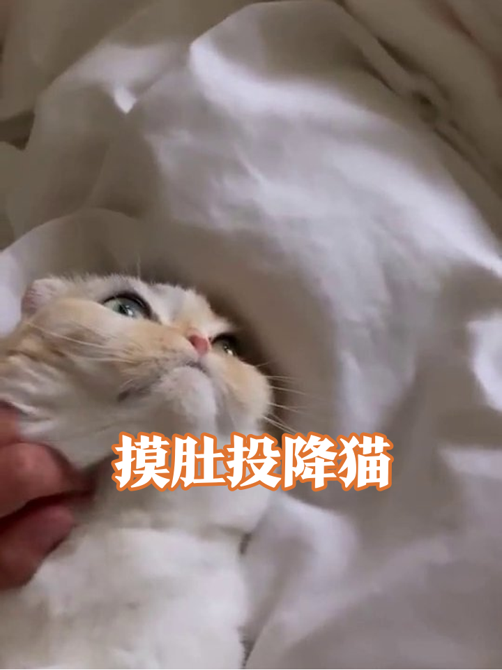 猫咪被摸肚秒变表情包,碰瓷撒娇萌化了!