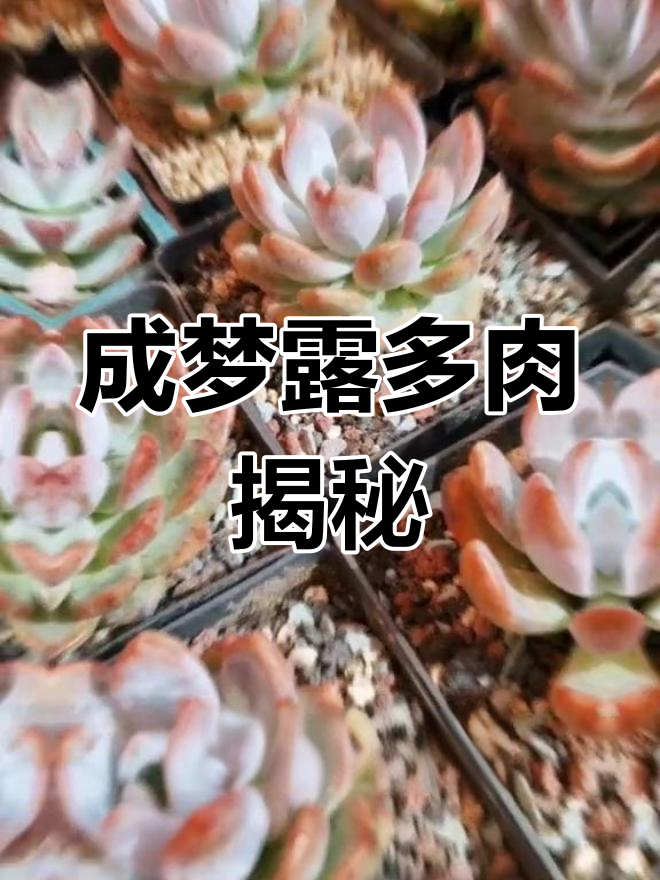 了解橙梦露:雪莲与卡罗拉杂交的多肉植物