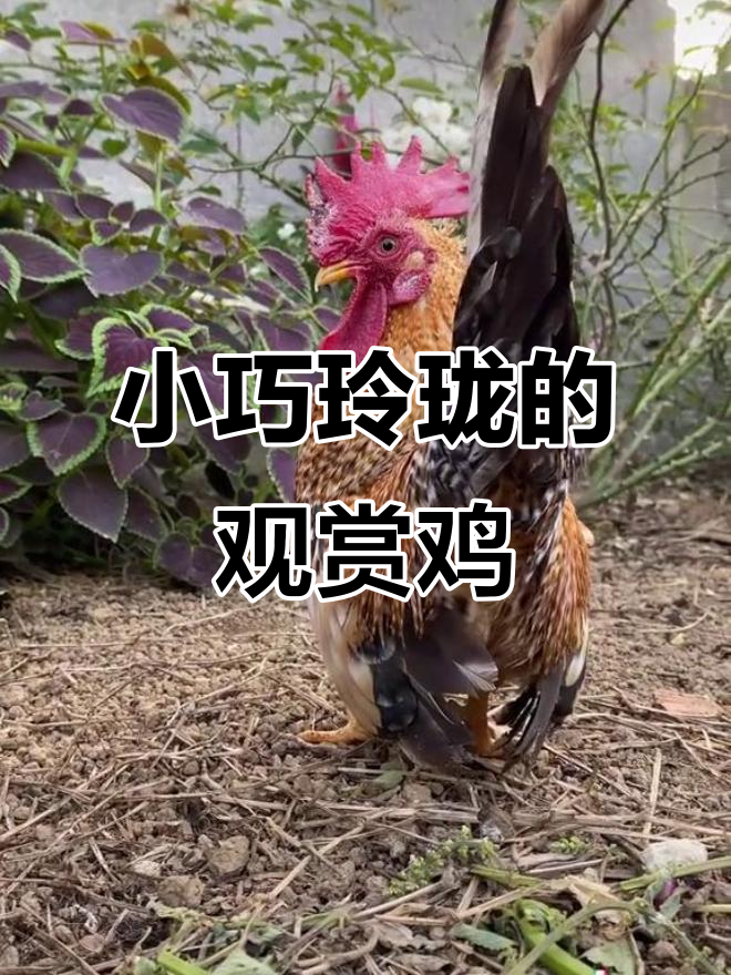 迷你鸡也能上热门，袖珍宠物鸡超可爱