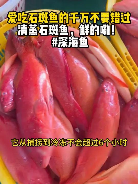 爱吃石斑鱼的千万不要错过,清蒸石斑鱼,鲜的嘞!