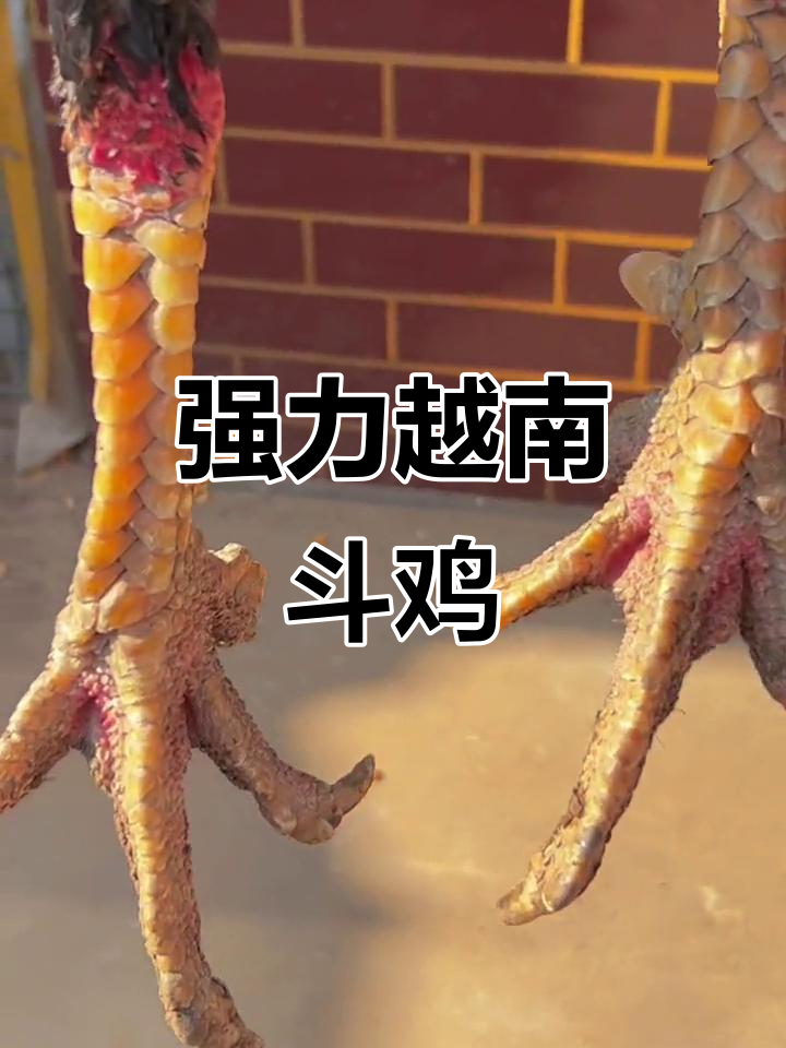 越南斗鸡养殖:强壮有力,龙鳞角与钢脚垫的完美结合