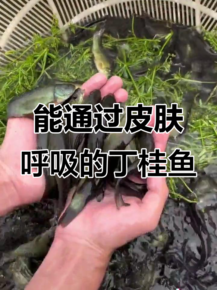丁桂鱼:皮肤呼吸的神奇鱼类,高密度养殖新宠