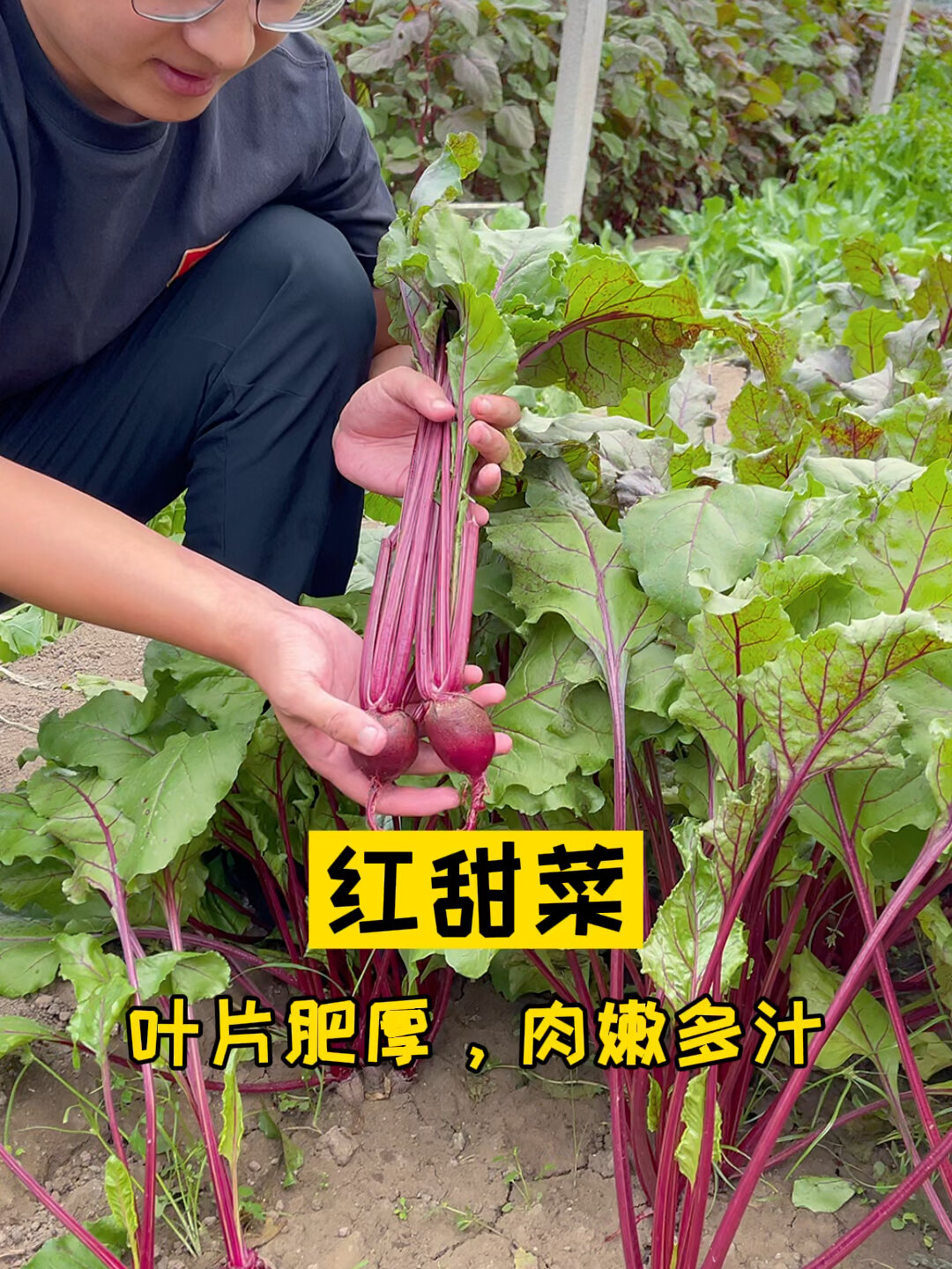 来自地中海的蔬菜,红甜菜