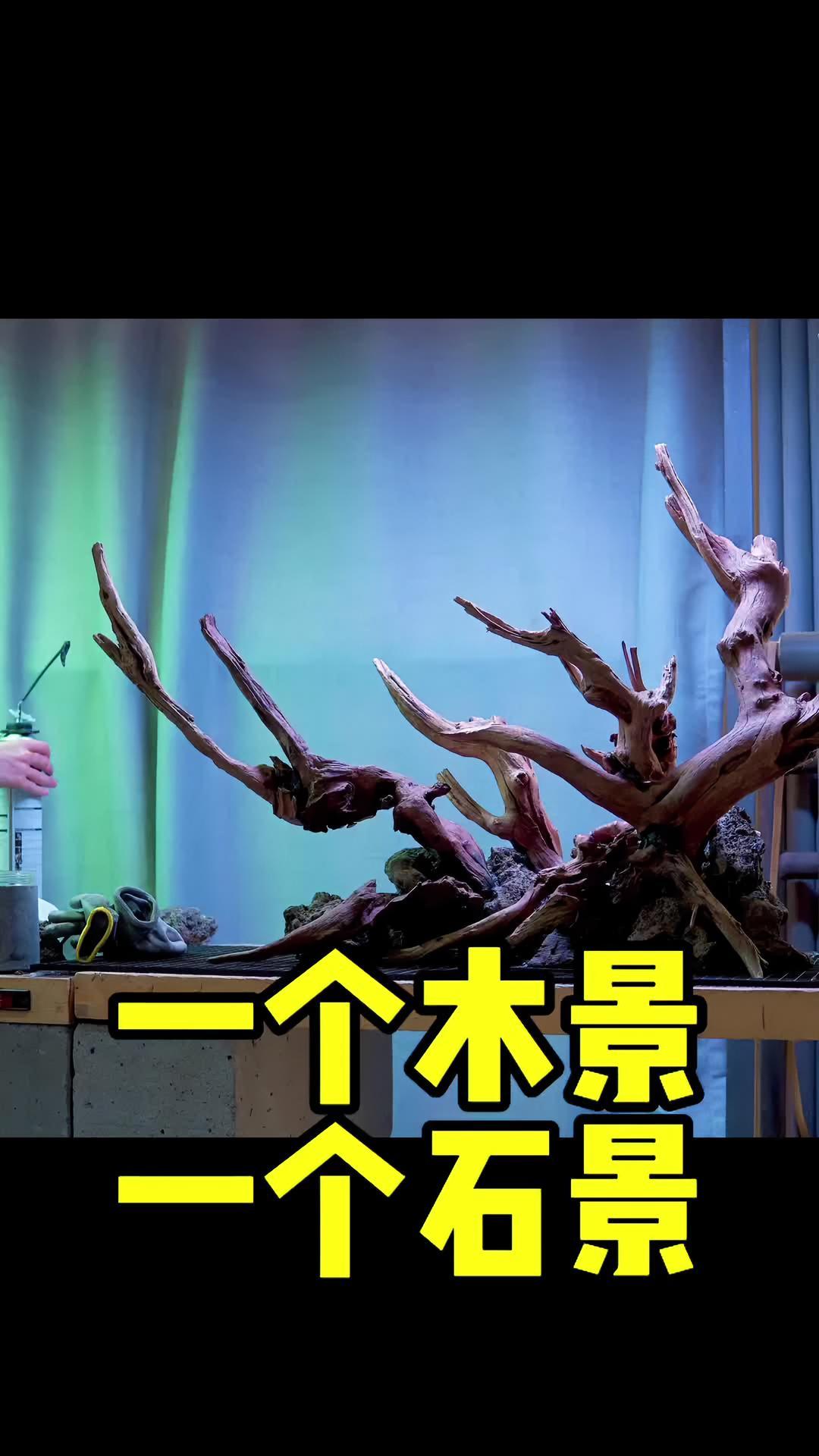 又是一次两个造景!一个木景,一个石景,新手可以收藏起来了~ 水族 养鱼日记 水草造景 鱼缸