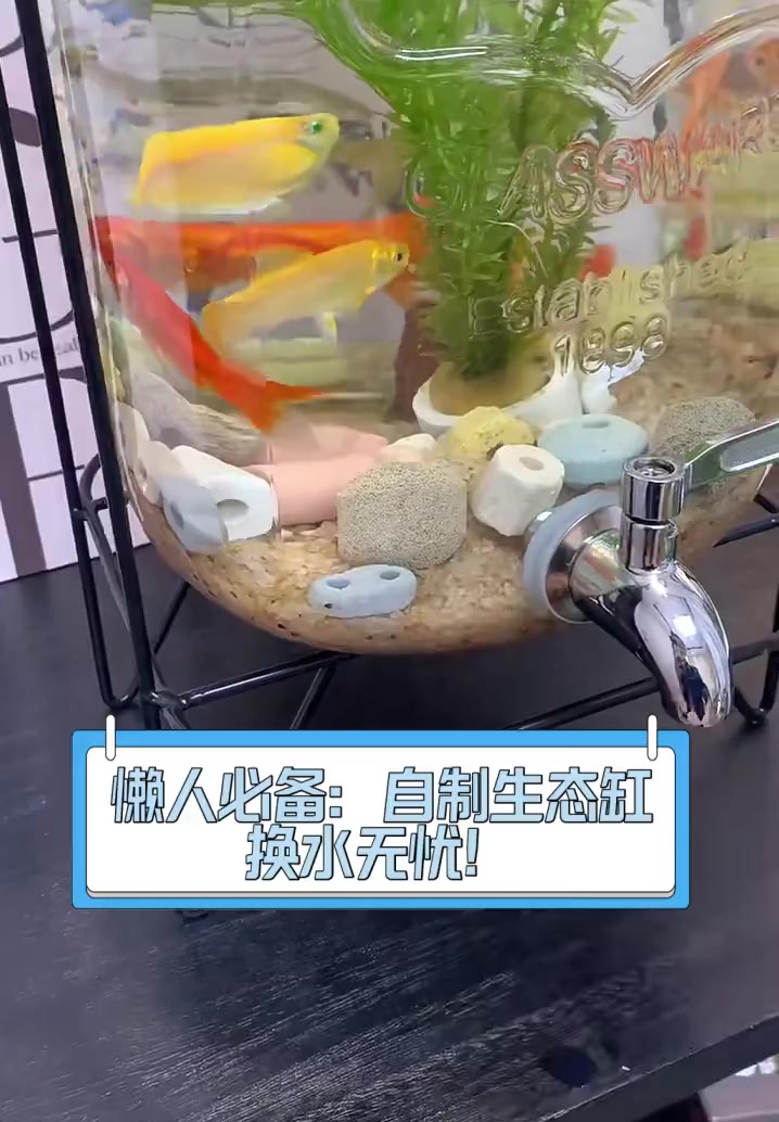 懒人必备:自制生态缸,换水无忧!
