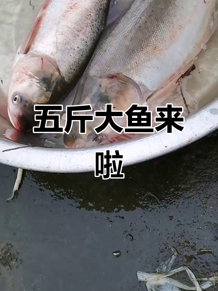 自己养的招财鱼,五斤起步!