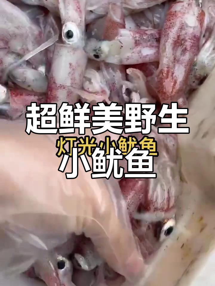 灯光小鱿鱼,鲜甜美味无冰水煮,孔雀蓝眼睛超诱人
