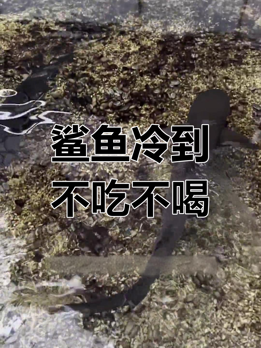 广东寒冬来袭,鲨鱼绝食生死时速