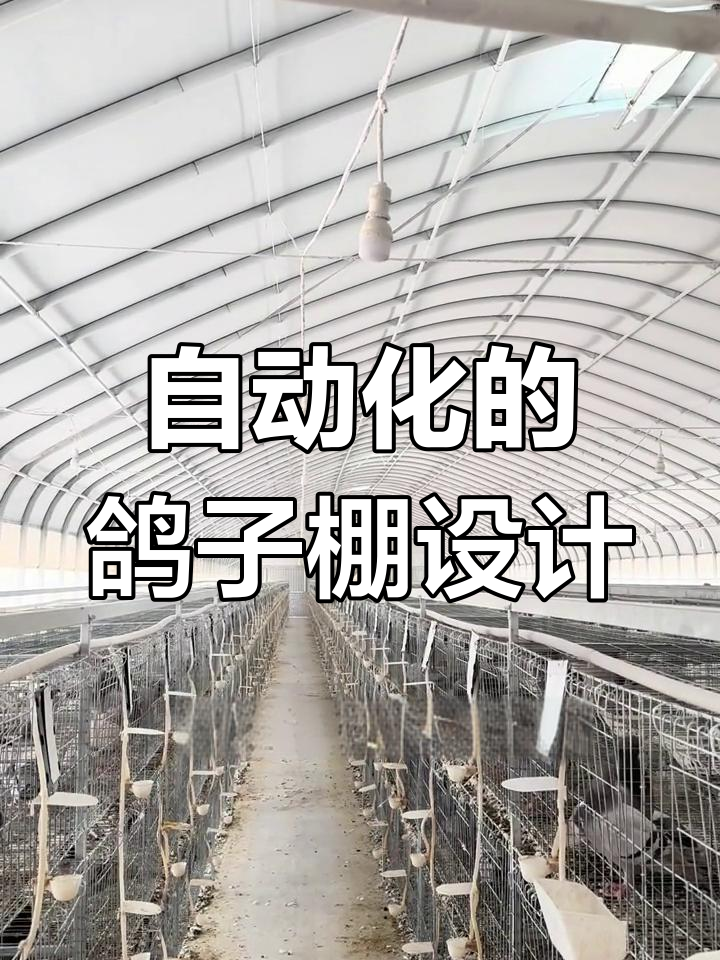 鸽子养殖大棚设计全解析:自动化喂料与通风系统