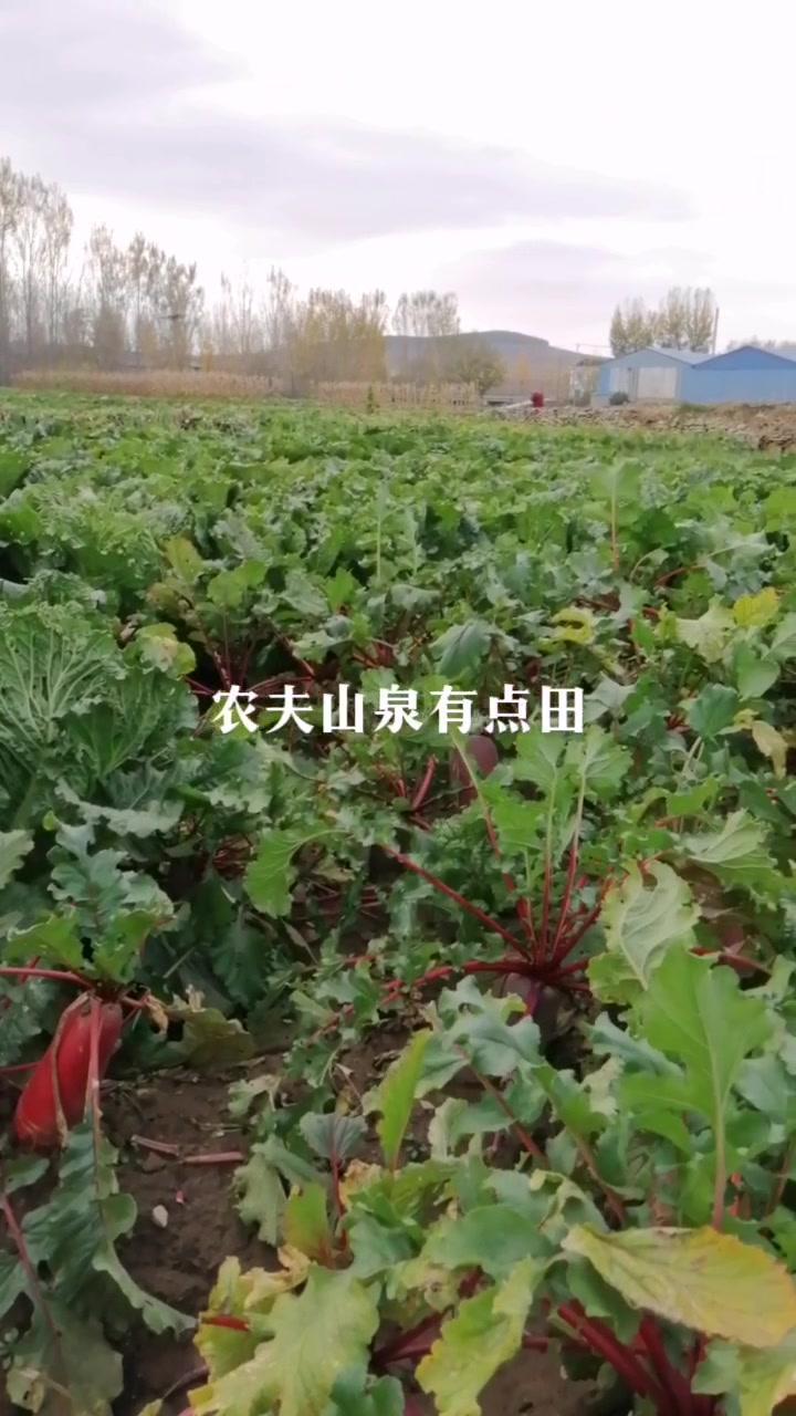 这时节吃蔬菜还能挑三拣四的只有拥有这片菜地的人了,让他们话说,不好看就扔掉。每天都记录我的