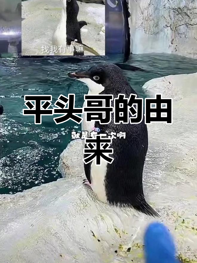 阿德利企鹅为何被称为平头哥?