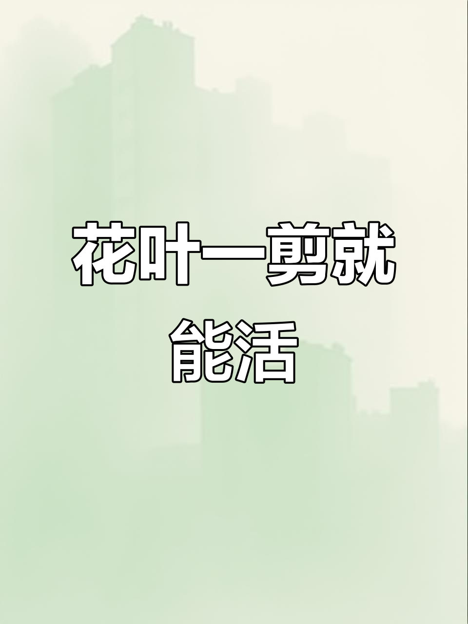 扦插小技巧,轻松搞定多肉、金钱树和发财树的繁殖