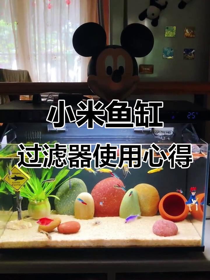 小米鱼缸过滤改造5个月,看看物理仓和生化舱的变化