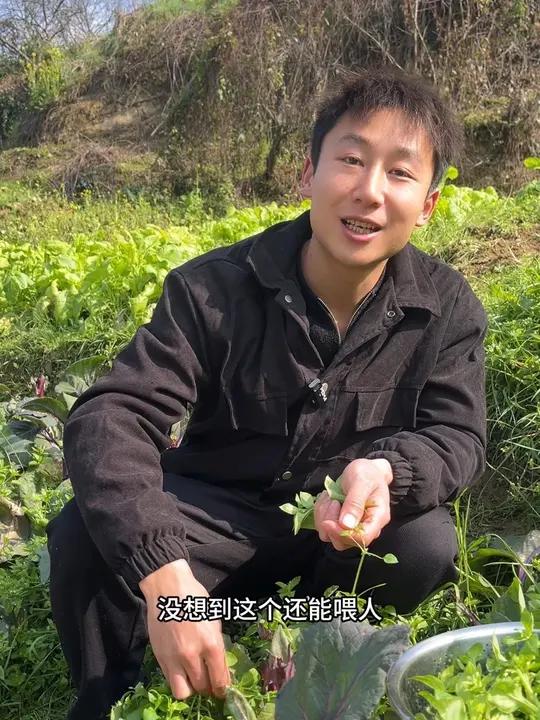 都说鹅儿肠炒鹅蛋好吃,今天试了猪草吃出菠菜的感觉,你吃过吗?