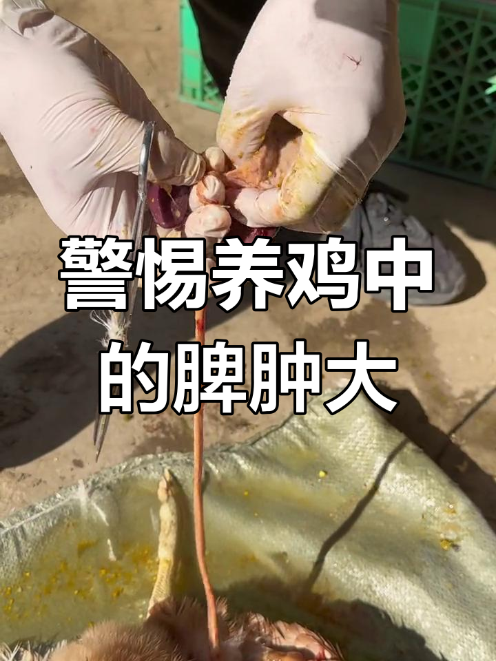 养鸡时,脾肿大的警示