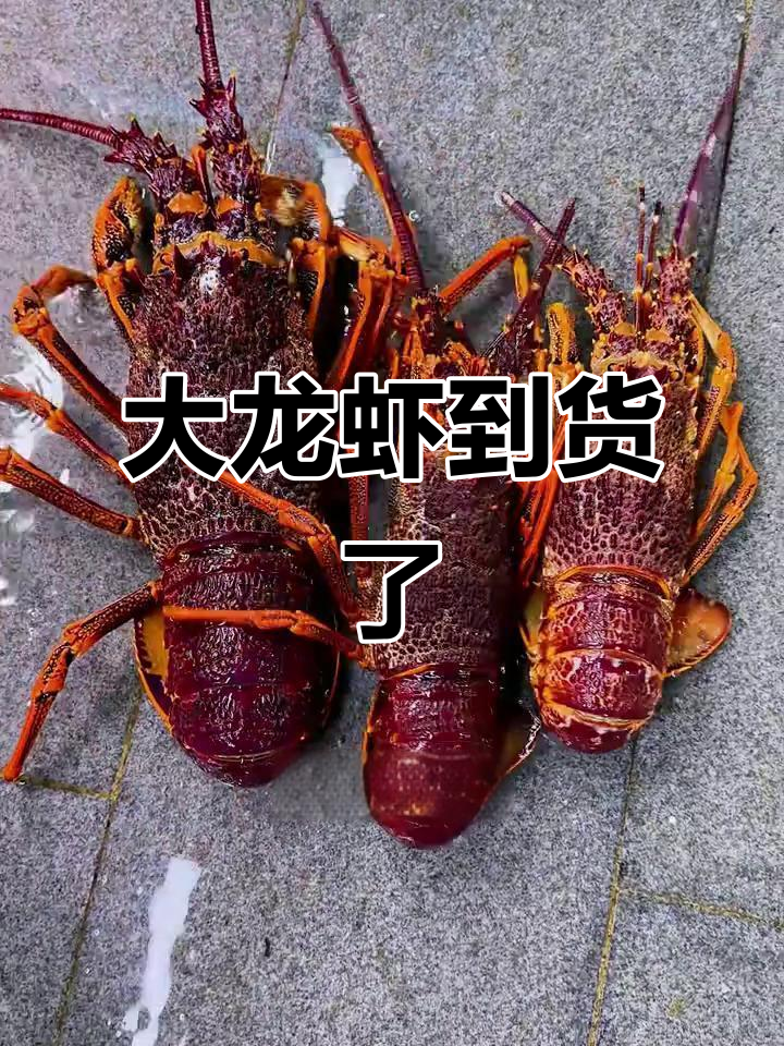 澳洲大龙虾来啦!柳龙与澳龙的对比,看看哪个更猛