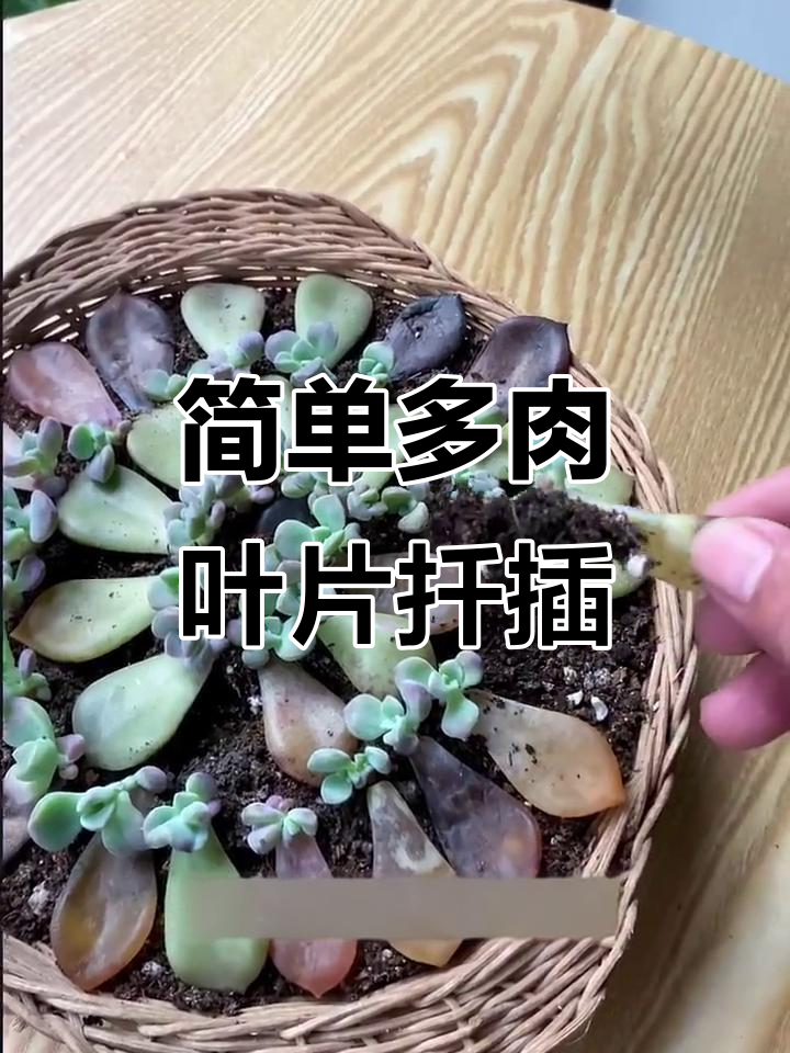 多肉叶片扦插技巧,轻松生根发芽