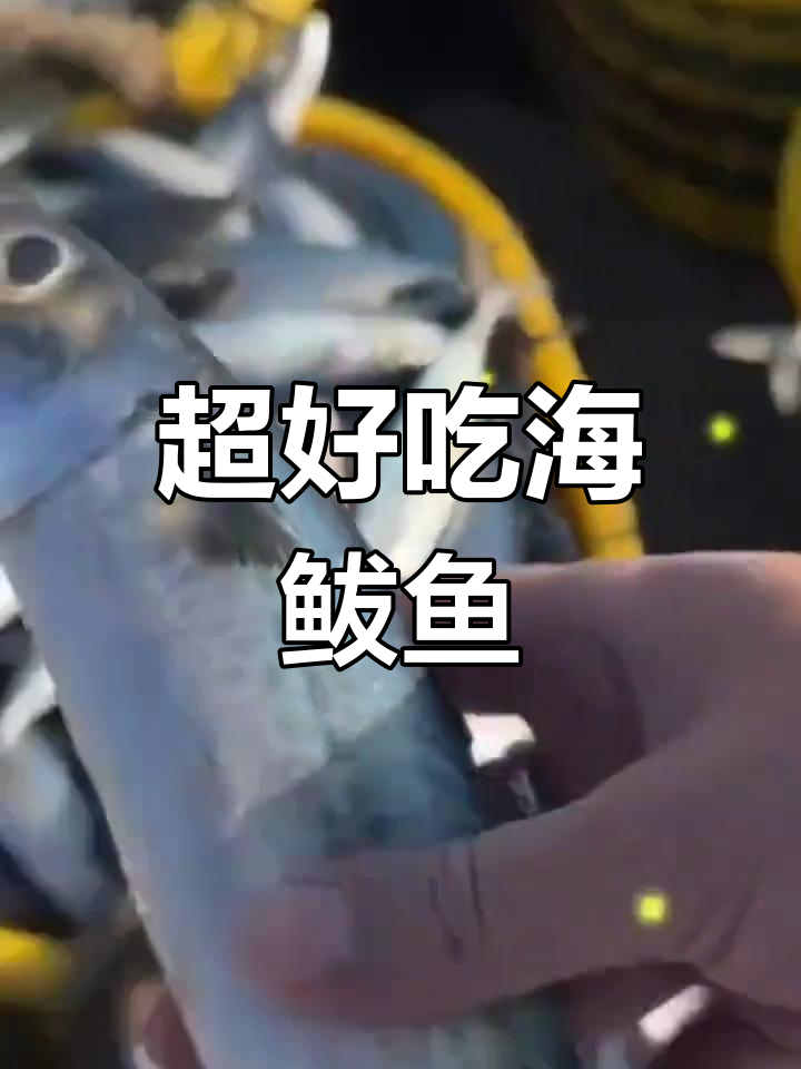 深海捕捞鲅鱼,肉质鲜美无腥味,清蒸红烧都美味