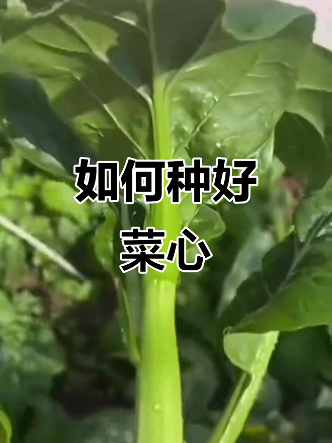 菜心种植技巧:从播种到收获全攻略