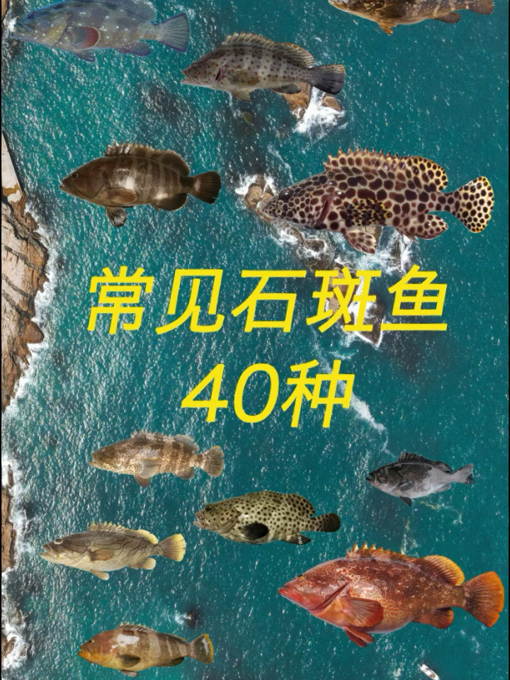常见石斑鱼40种