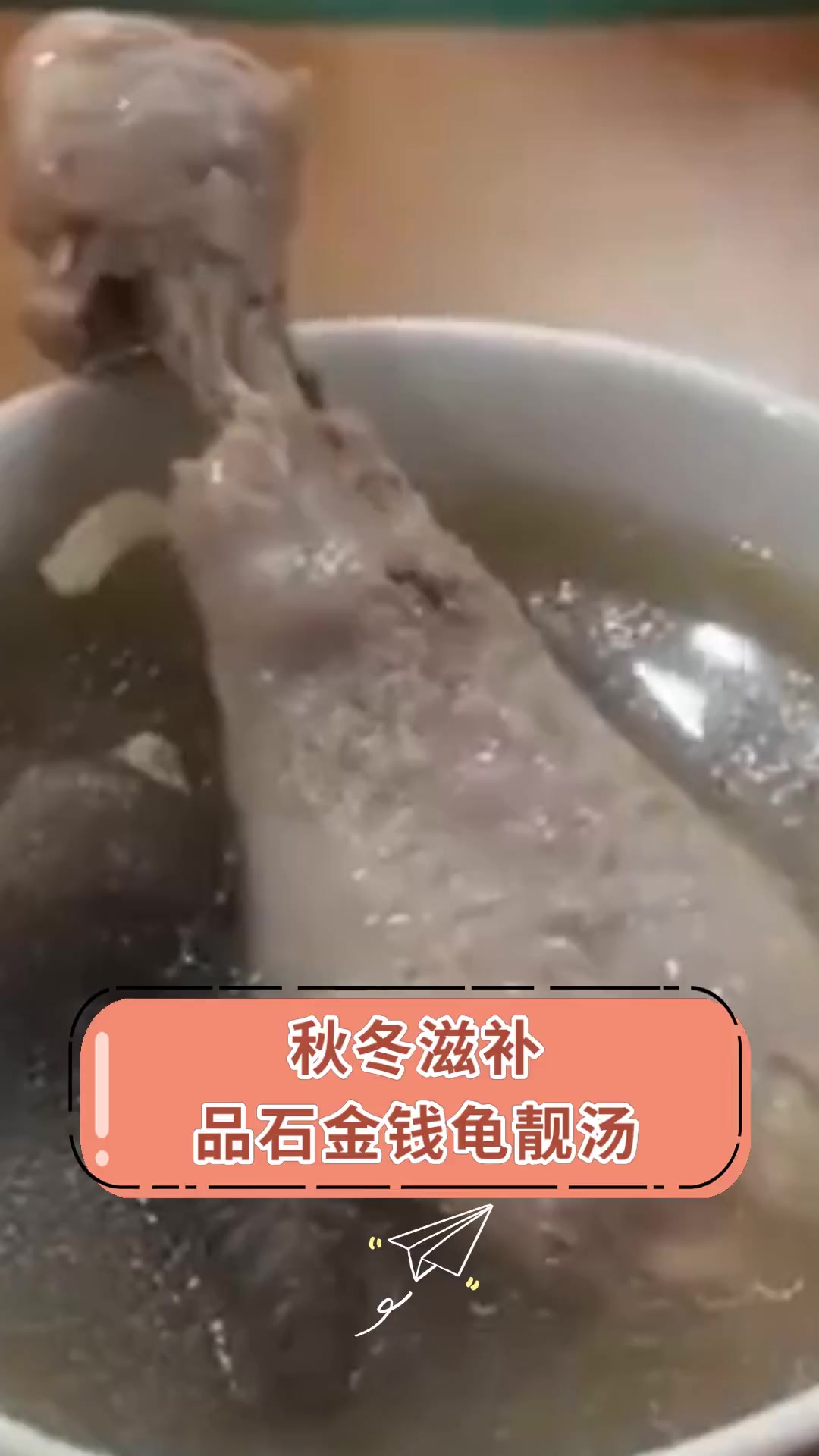 秋冬滋补,品石金钱龟靓汤