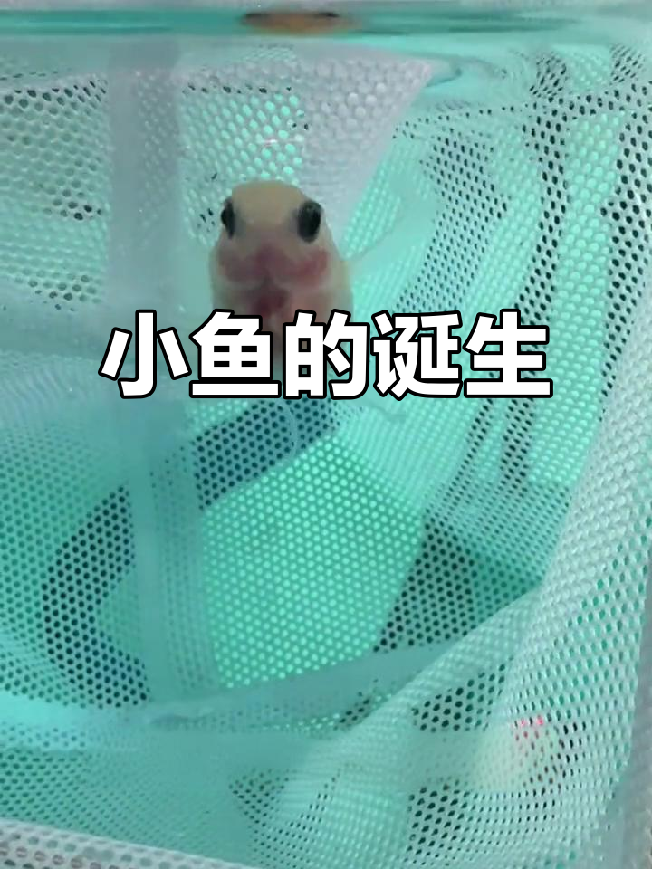 孔雀鱼先产卵,公鱼受精后约10天小鱼孵化
