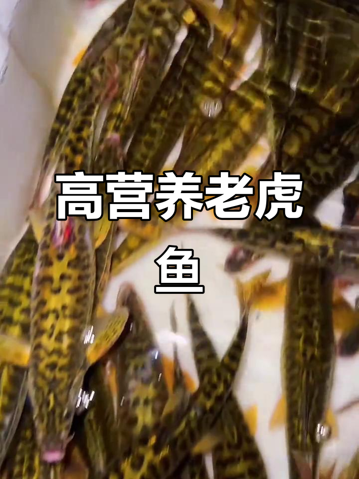 泸州特产老虎鱼:高蛋白低脂肪,肉质鲜美堪比海鸡