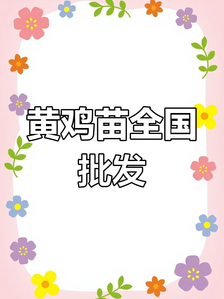 九斤黄鸡苗全国批发,各地均有供应