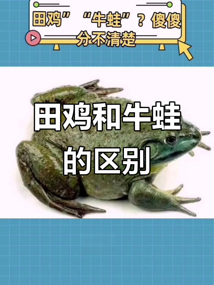 田鸡与牛蛙大不同，如何区分？