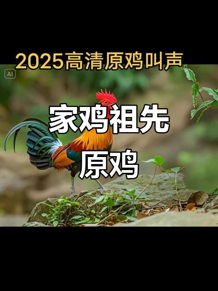 原鸡:家鸡的祖先,叫声独特