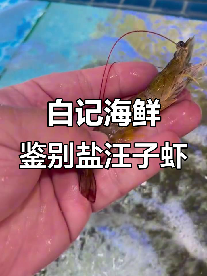 天津白记海鲜教你如何辨别盐汪子虾，选购新鲜美味