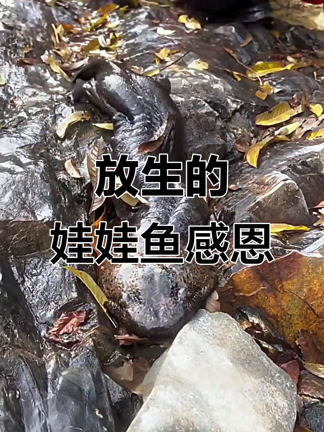 男子放生娃娃鱼,临走时它回头感谢救命之恩